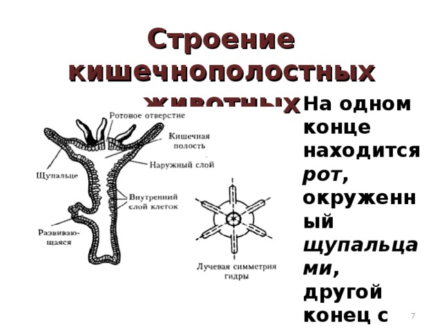 Строение кишечнополостных. Тип Кишечнополостные рисунок строение. Кишечнополостные животные строение. Внутреннее строение кишечнополостных. Лучевая симметрия гидры.