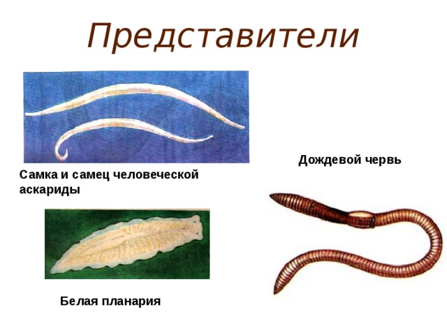 К группе плоских червей относится. Тип кольчатые черви аскарида. Планария аскарида дождевой червь. Кольчатые черви паразиты. Тип кольчатые черви представители.