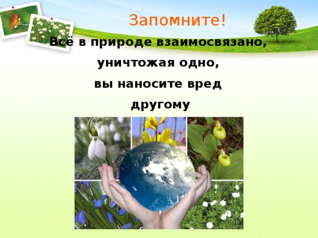 Взаимосвязано. В природе все взаимосвязано. Проект в природе все взаимосвязано. Взаимосвязан с природой. Рисунок в природе все взаимосвязано.