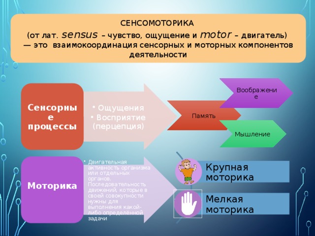 Сенсомоторное развитие. Сенсомоторная сфера это. Сенсомоторные процессы это. Взаимокоординация сенсорных и моторных компонентов деятельности.