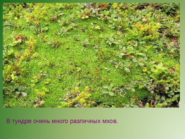 В тундре очень много различных мхов. 