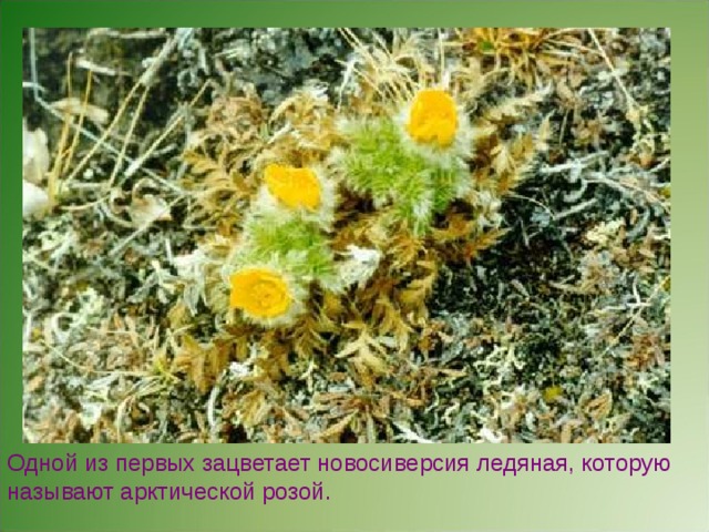 Одной из первых зацветает новосиверсия ледяная, которую называют арктической розой. Травянистые растения представлены осоками, пушицами, злаками. Большую роль в растительности играет дриада, или куропаточья трава, различные виды камнеломок, разнообразные полярные маки, незабудочник. Одной из первых зацветает новосиверсия ледяная, которую называют арктической розой. Пушица. 
