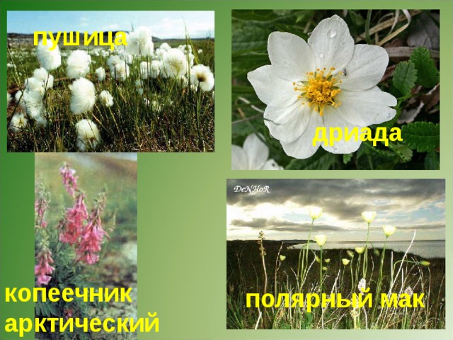 пушица дриада копеечник арктический полярный мак Новосиверсия ледяная, арктическая роза. 