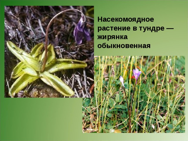 Насекомоядное растение в тундре — жирянка обыкновенная Насекомоядное растение в тундре — жирянка обыкновенная. 
