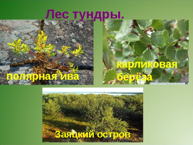 Лес тундры. карликовая  берёза полярная ива Заяцкий остров Лес тундры. Заяцкий остров. 