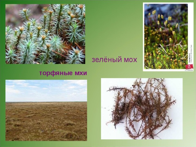 зелёный мох торфяные мхи Зелёный мох. Торфяные мхи. 