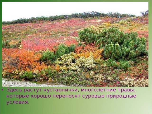 Здесь растут кустарнички, многолетние травы, которые хорошо переносят суровые природные условия. 