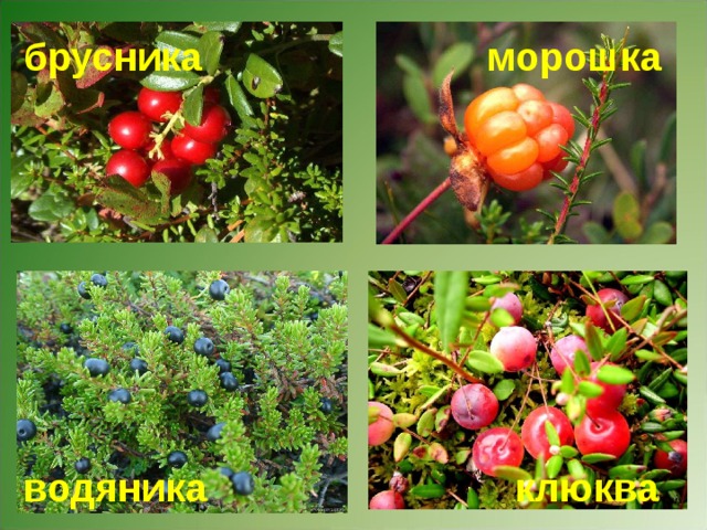 морошка брусника клюква водяника Морошка. 