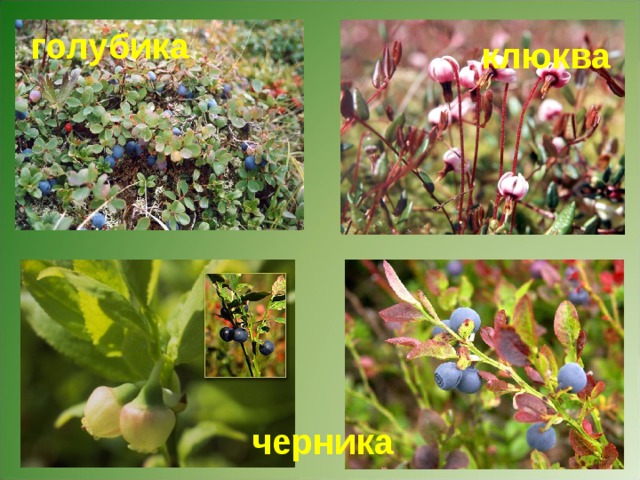 голубика клюква черника Морошка. 
