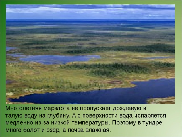 Почему много болот. Многолетняя мерзлота в тундре. Тундра природная зона болота. Почему в тундре много болот и озер. В тундре много.