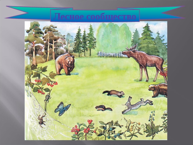 Задание по теме природные сообщества. Лесное сообщество. Природные сообщества. Рисунок сообщества леса. Природное сообщество лес обитатели.