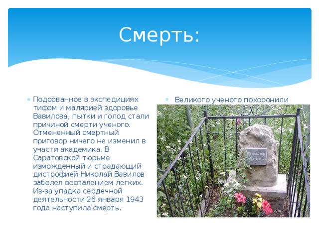 Смерть: Подорванное в экспедициях тифом и малярией здоровье Вавилова, пытки и голод стали причиной смерти ученого. Отмененный смертный приговор ничего не изменил в участи академика. В Саратовской тюрьме изможденный и страдающий дистрофией Николай Вавилов заболел воспалением легких. Из-за упадка сердечной деятельности 26 января 1943 года наступила смерть. Великого ученого похоронили в общей могиле для заключенных, точное место захоронения неизвестно. На Воскресенском кладбище Саратова установлена индивидуальная могила и памятник Вавилову. 