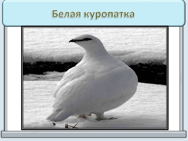 Внимательно посмотрите на рисунки живых организмов отметьте кто является лишним в тундре