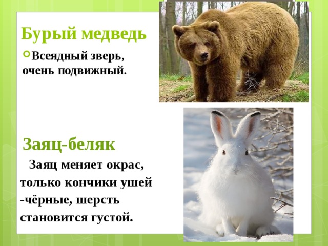 Звери очень текст. Заяц Беляк. Заяц меняет окрас. Заяц Беляк бурый медведь. Медведи меняют окраску зимой.