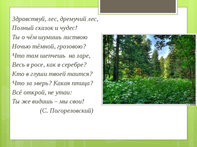 Почему лес называют дремучим. Стих Здравствуй лес дремучий лес полный сказок. Почему в сказках лес называют дремучим. Погореловский Здравствуй лес. Почему в с ка з ка х лес называют дремучим.