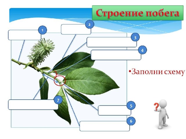 Органы цветковых растений