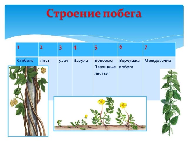 Обобщающий урок по биологии 5 класс презентация