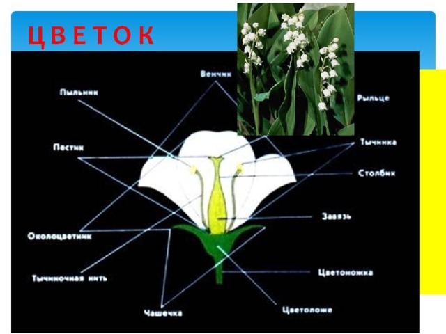 Органы цветкового растения 6 класс биология презентация