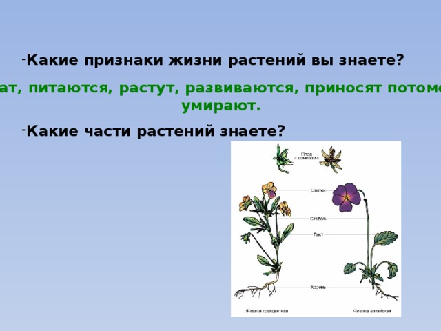 Почему каждому человеку необходимы знания о растениях. Какие признаки жизни растений вы знаете. Части растений. Жизнь растений. Признаки жизни растений. Признаки жизни растений 2 класс.