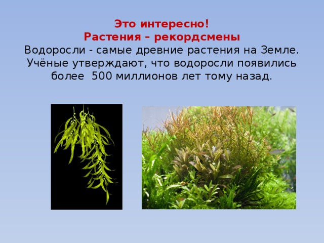 В результате чего образуются водоросли. Самые древние растения на земле. Самые древние водоросли. Водоросли это растения. Водоросли самое древнее растение.