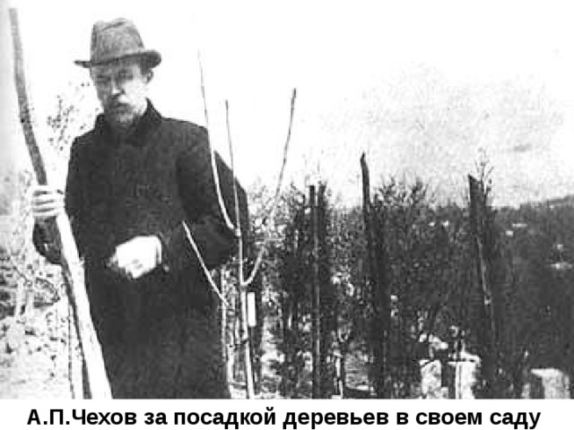 А.П. Чехов в своём кабинете в Ялте, фотография Л.В. Средина (1901 г.) 