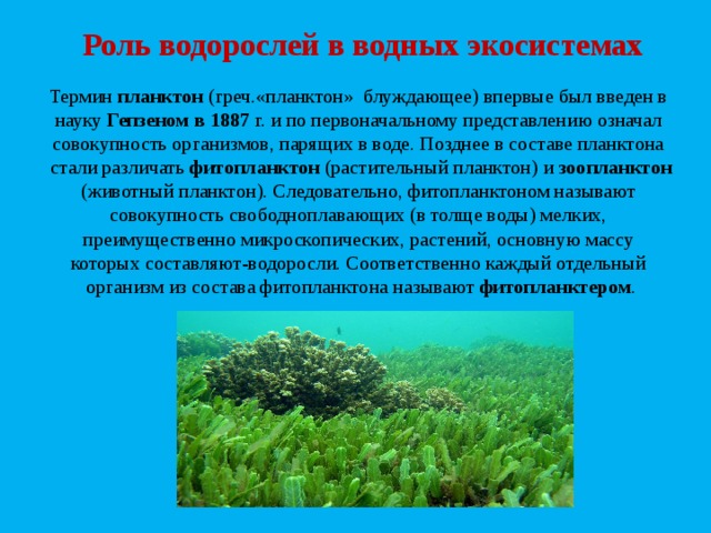 Водные экосистемы