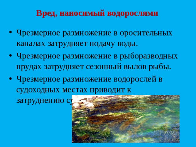 Водоросли польза и вред