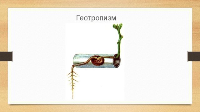 Геотропизм