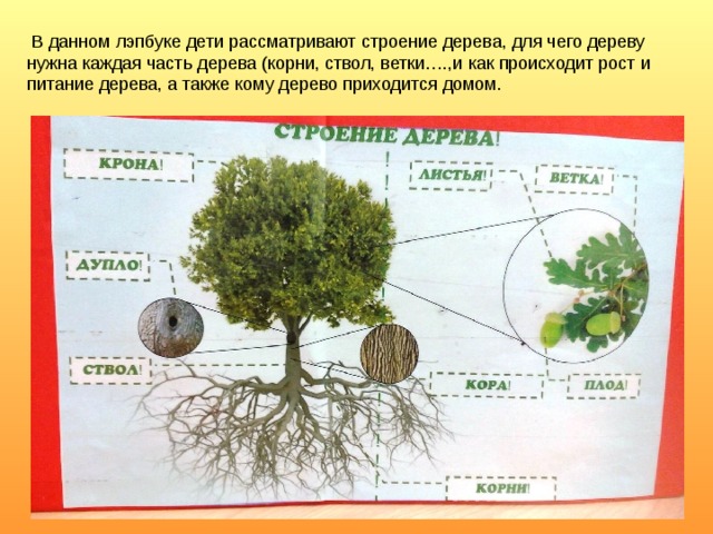 Строение дерева картинка для детей