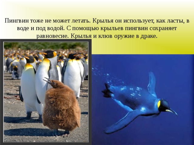 Пингвин тоже не может летать. Крылья он использует, как ласты, в воде и под водой. С помощью крыльев пингвин сохраняет равновесие. Крылья и клюв оружие в драке. 