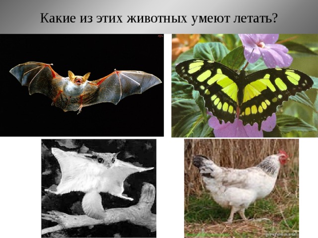 Какие из этих животных умеют летать? 