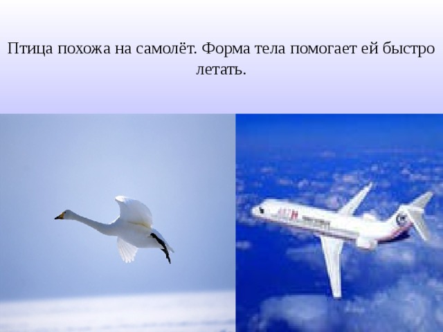 Птица похожа на самолёт. Форма тела помогает ей быстро летать. 