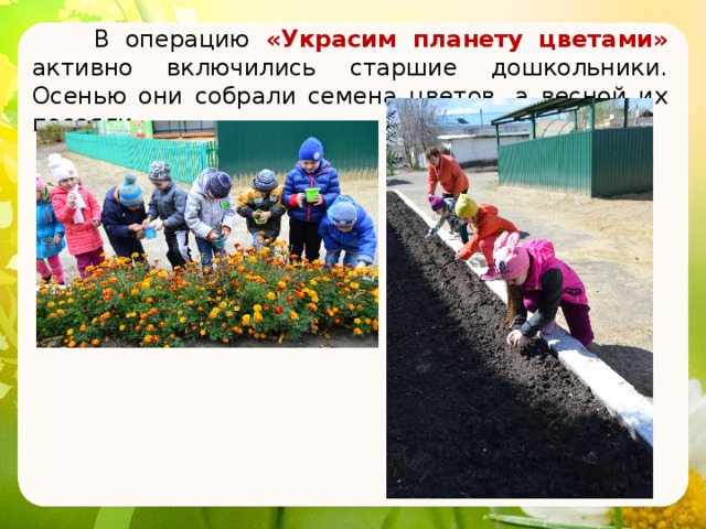  В операцию «Украсим планету цветами» активно включились старшие дошкольники. Осенью они собрали семена цветов, а весной их посеяли. 