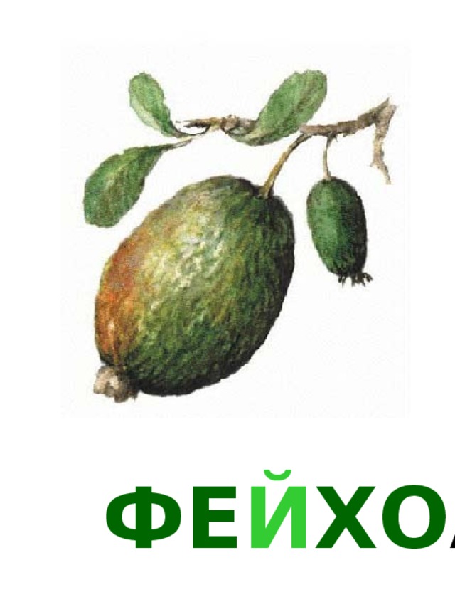 ФЕ Й ХО А 