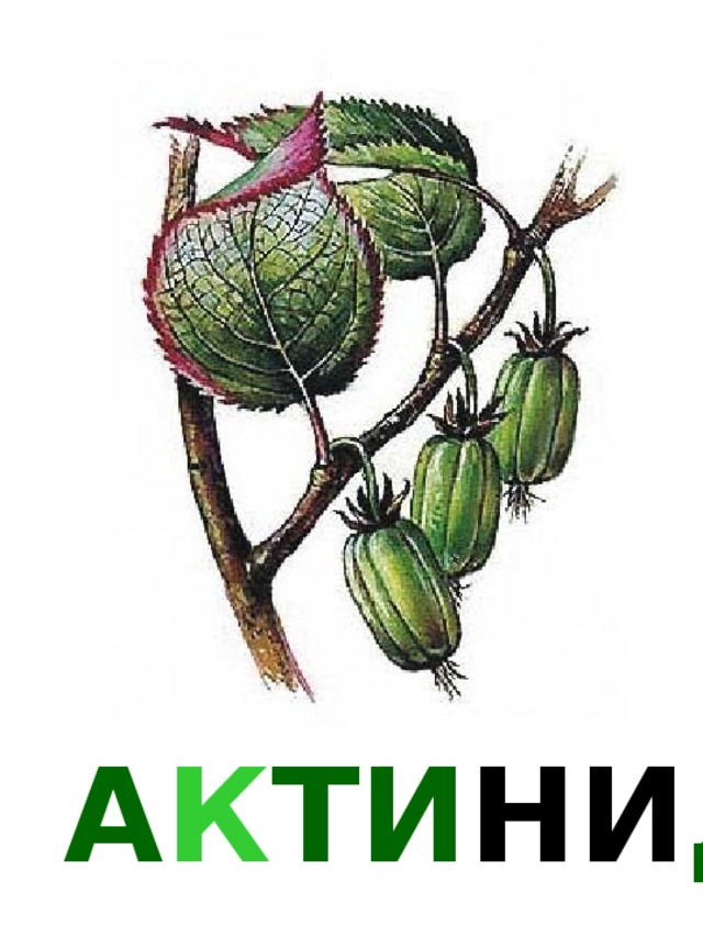 А К ТИ НИ ДИ Я 