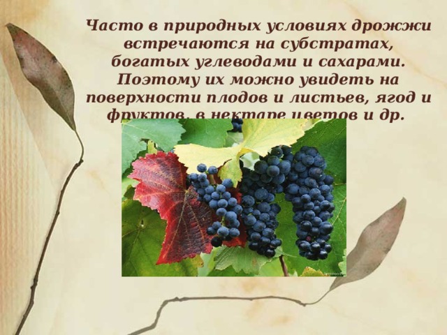 Часто в природных условиях дрожжи встречаются на субстратах, богатых углеводами и сахарами. Поэтому их можно увидеть на поверхности плодов и листьев, ягод и фруктов, в нектаре цветов и др. 