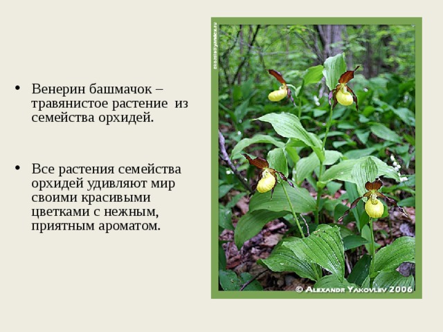 Красная книга югры растения фото и описание