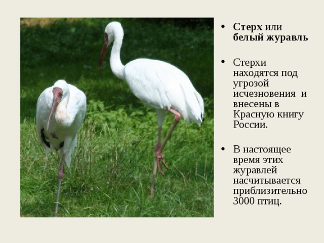 Стерх или белый журавль Стерхи находятся под угрозой исчезновения и внесены в Красную книгу России. В настоящее время этих журавлей насчитывается приблизительно 3000 птиц. 