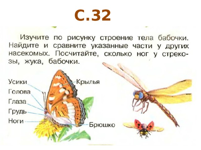 Бабочка строение рисунок