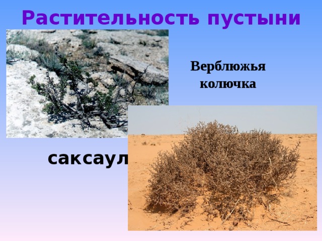 Растительность пустыни Верблюжья колючка саксаул 