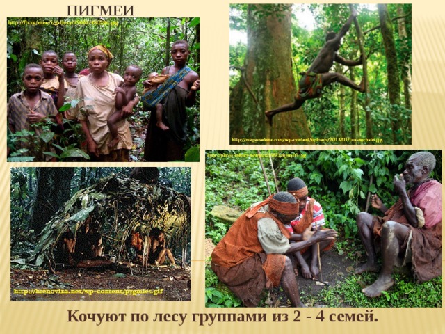 ПИГМЕИ Кочуют по лесу группами из 2 - 4 семей. 
