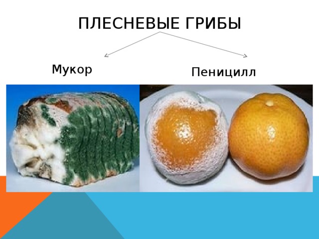 Рисунок плесени на хлебе 5 класс