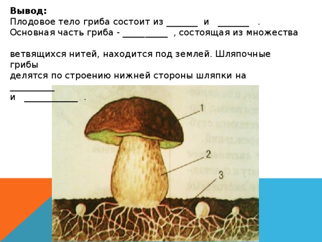 Плодовое тело гриба