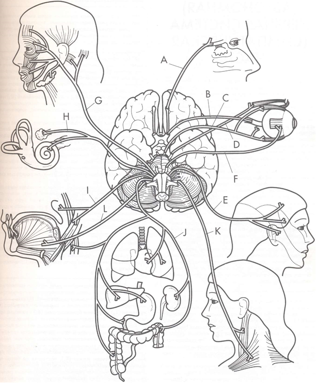 Черепные нервы схема. 12 Пар черепно мозговых нервов анатомия. Схема 12 пар ЧМН. 12 Пар черепных нервов схема. 12 Пар черепно мозговых нервов схема.