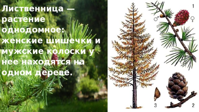 Лиственница — растение однодомное: женские шишечки и мужские колоски у нее находятся на одном дереве. 