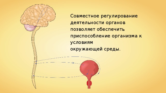 Совместное регулирование. Работа эндокринной системы и её нарушения 8 класс презентация. Биология Пасечник 8 класс работа эндокринной системы и её нарушения.