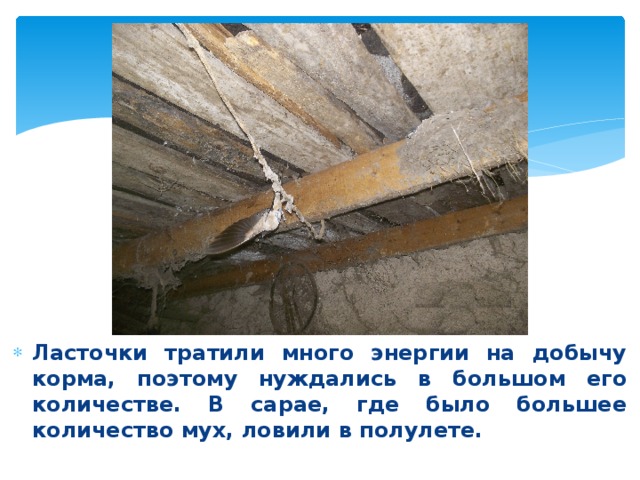 Ласточки тратили много энергии на добычу корма, поэтому нуждались в большом его количестве. В сарае, где было большее количество мух, ловили в полулете. 