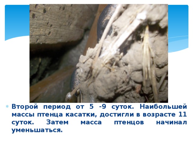 Второй период от 5 -9 суток. Наибольшей массы птенца касатки, достигли в возрасте 11 суток. Затем масса птенцов начинал уменьшаться. 