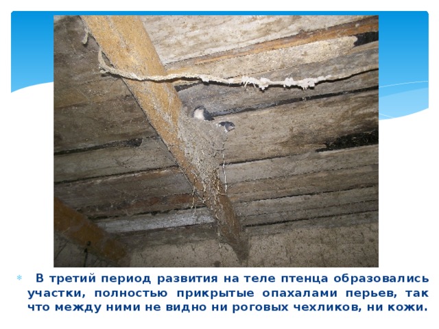  В третий период развития на теле птенца образовались участки, полностью прикрытые опахалами перьев, так что между ними не видно ни роговых чехликов, ни кожи. 