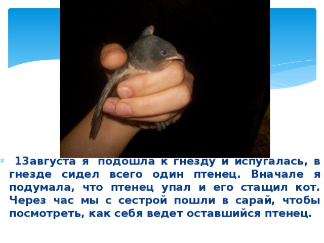  13августа я  подошла к гнезду и испугалась, в гнезде сидел всего один птенец. Вначале я подумала, что птенец упал и его стащил кот. Через час мы с сестрой пошли в сарай, чтобы посмотреть, как себя ведет оставшийся птенец.  